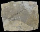 Permian Branchiosaur (Amphibian) Fossil - Germany #50854-1